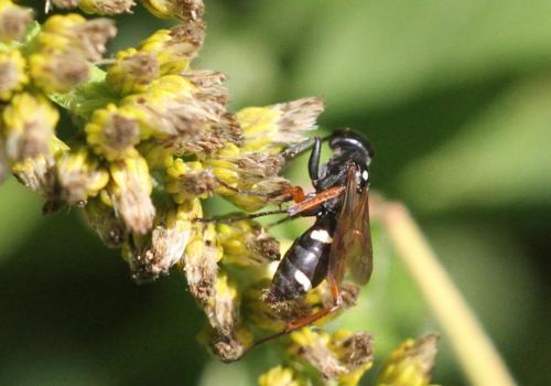 Réf. 222 688 : Cryptocheilus versicolor
